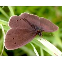 Ringlet Butterfly Aphantopus hyperanthus 15 eggs Ringlet Butterfly Aphantopus hyperanthus 15 eggs